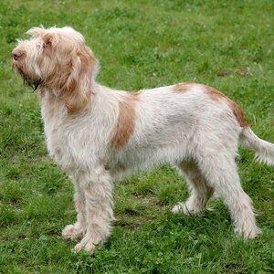 spinone-italiano.jpg