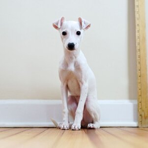 italian-greyhound.jpg