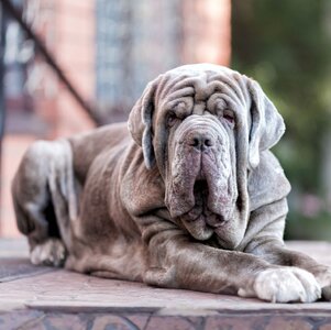 neapolitan-mastiff.jpg