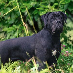 cane-corso.jpg