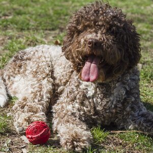 romagnolo-lagotto.jpg