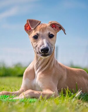 whippet.jpg