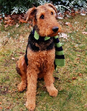 airedale-terrier.jpg