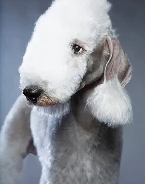 bedlington-terrier.jpg