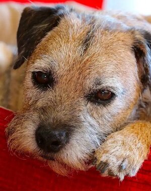 border-terrier.jpg