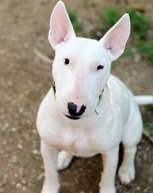bull-terrier.jpg