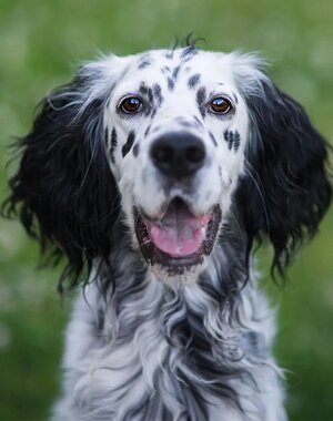 english-setter.jpg