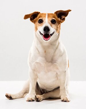 jack-russell-terrier.jpg