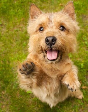 norwich-terrier.jpg