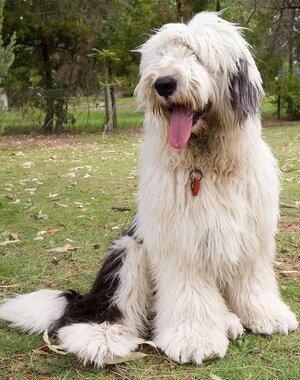 old-english-sheepdog.jpg