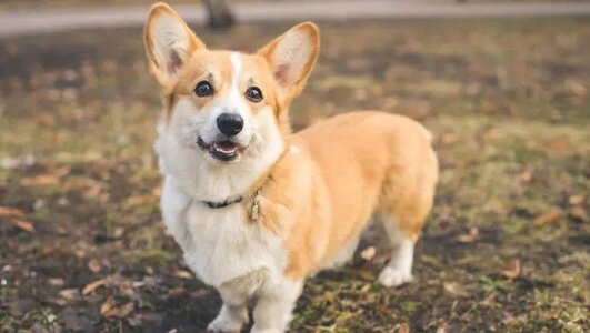corgi.jpg
