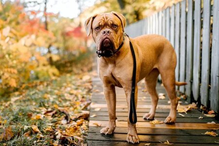 dogue-de-bordeaux.jpg