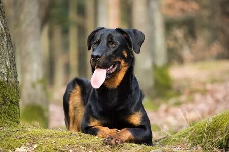 beauceron.jpg