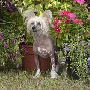 chinese-crested.jpg