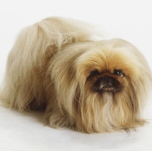 pekingese.jpg
