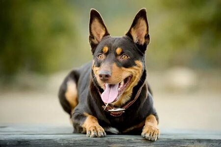 australian kelpie.jpg