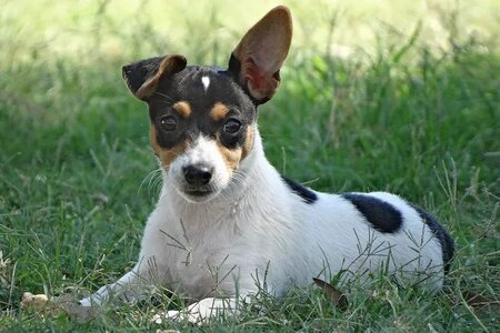 australian mini foxie.jpg