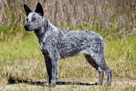 australian stumpy tail cattle dog.jpg
