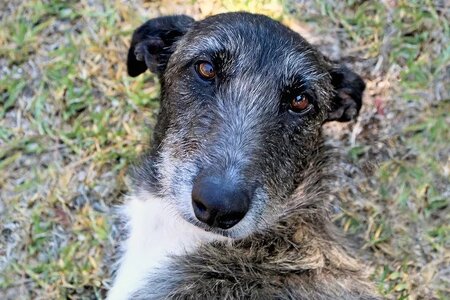 australian staghound.jpg