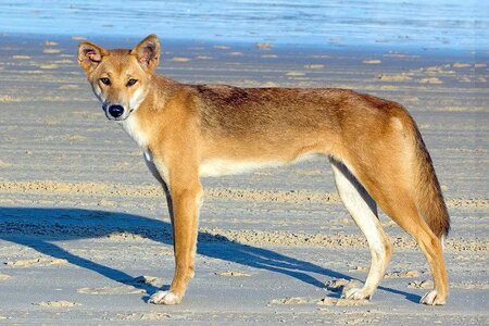 australian dingo.jpg
