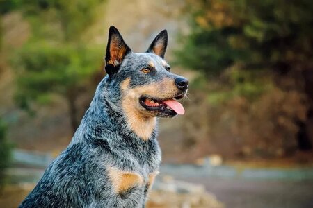 australian-cattle-dog.jpg