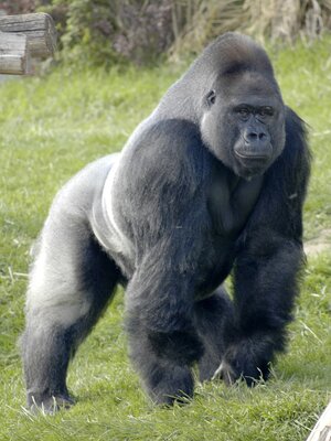 Gorille_des_plaines_de_l'ouest_à_l'Espace_Zoologique.jpg