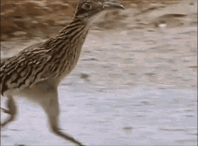 road-runner-fast.gif
