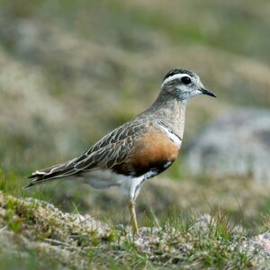 00166_Dotterel_Edmund Fellowes.jpg