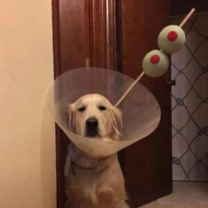 dog v1qzd9ino1_500.jpg