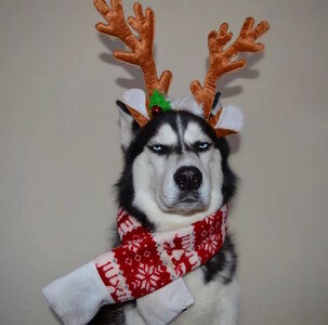 dog husky angry christmas antlers.jpg