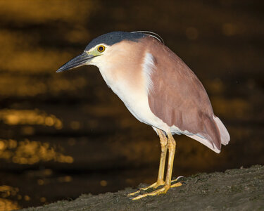 Nycticorax_caledonicus_-_Sydney_Olympic_Park.jpg