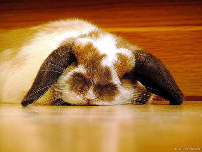bunny tired 2.jpg