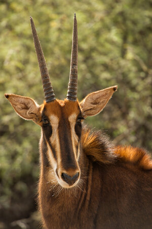 animals_sable_antelope.da53ec.jpg