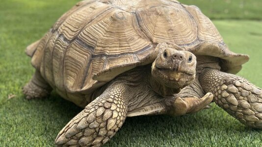 Lorenzo the Tortoise.jpg