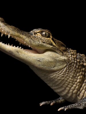 american-alligator_3x4.jpeg.jpg