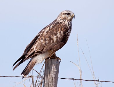 rough-legged-hawk_017_istock_152959688-2048x2048_adult-female-light-morph_slifox.jpg