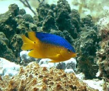 Caribbean_Cocoa_damselfish.jpg