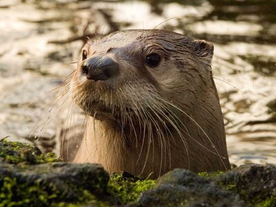 river-otter-closeup_4x3_50.jpg