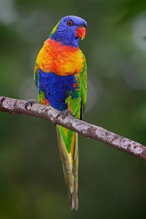 Rainbow_lorikeet.jpg