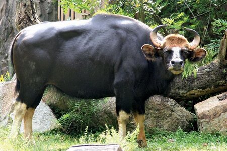 Gaur.jpg