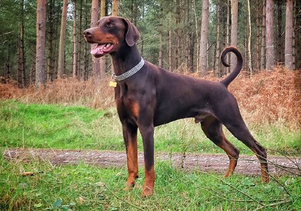 Doberman-pinscher-dog.jpg