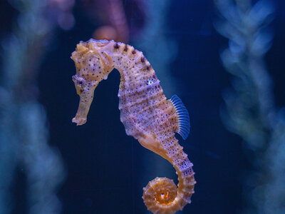 Seahorse-Bournemouth-Oceanarium.jpg