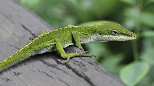 Anole_Lizard_Hilo_Hawaii_edit.jpg