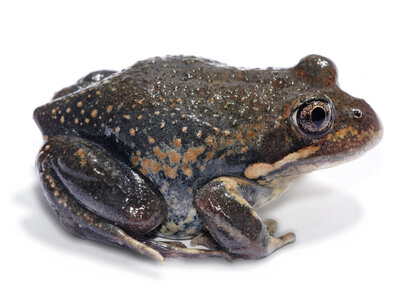 Eastern_banjo_frog_white_bg.jpg