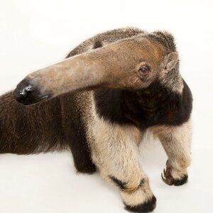 giant-anteater_thumb.jpeg