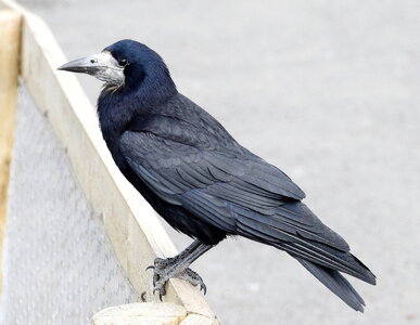 Rook_at_Slimbridge_Wetland_Centre,_Gloucestershire,_England_22May2019_arp.jpg