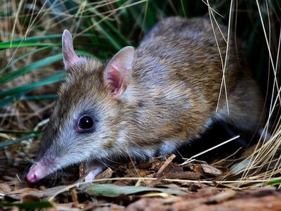 Eastern_Barred_Bandicoot_tasCo.2e16d0ba.fill-700x525-c90.jpg