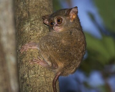 Tarsius_sp._1.jpg