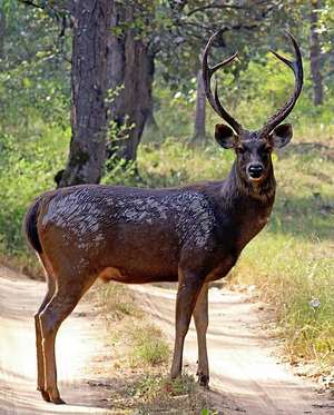 Sambar_deer_LA.PNG.png