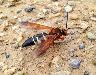 Eastern_Cicada_Killer_11-07-08-2018.jpg